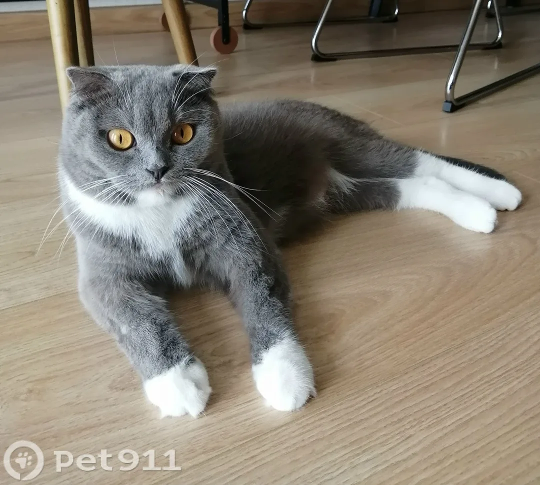 Пропала кошка в Владивостоке — фото питомца