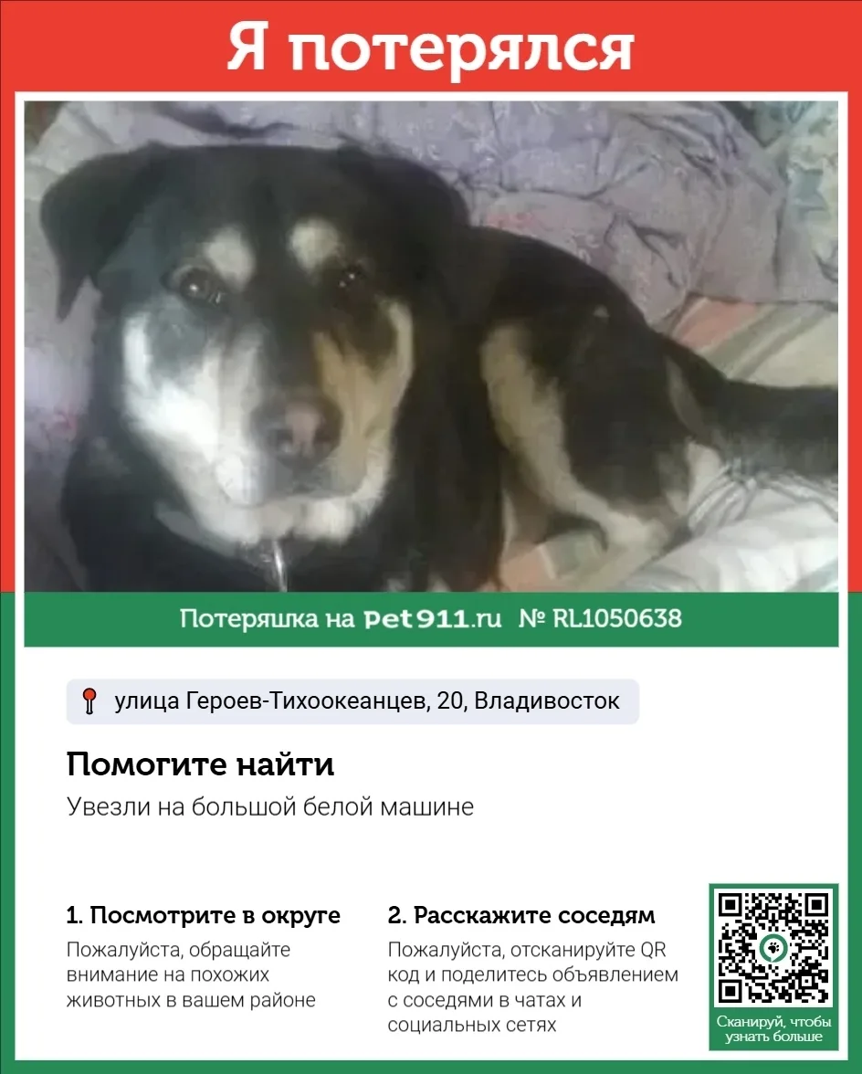 Пропала собака в Владивостоке — фото питомца