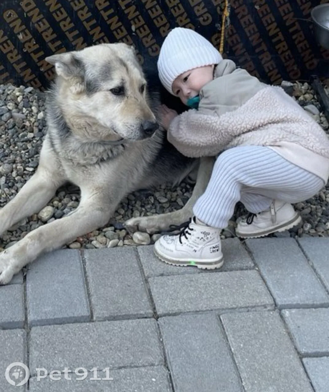Пропала собака в Владивостоке — фото питомца