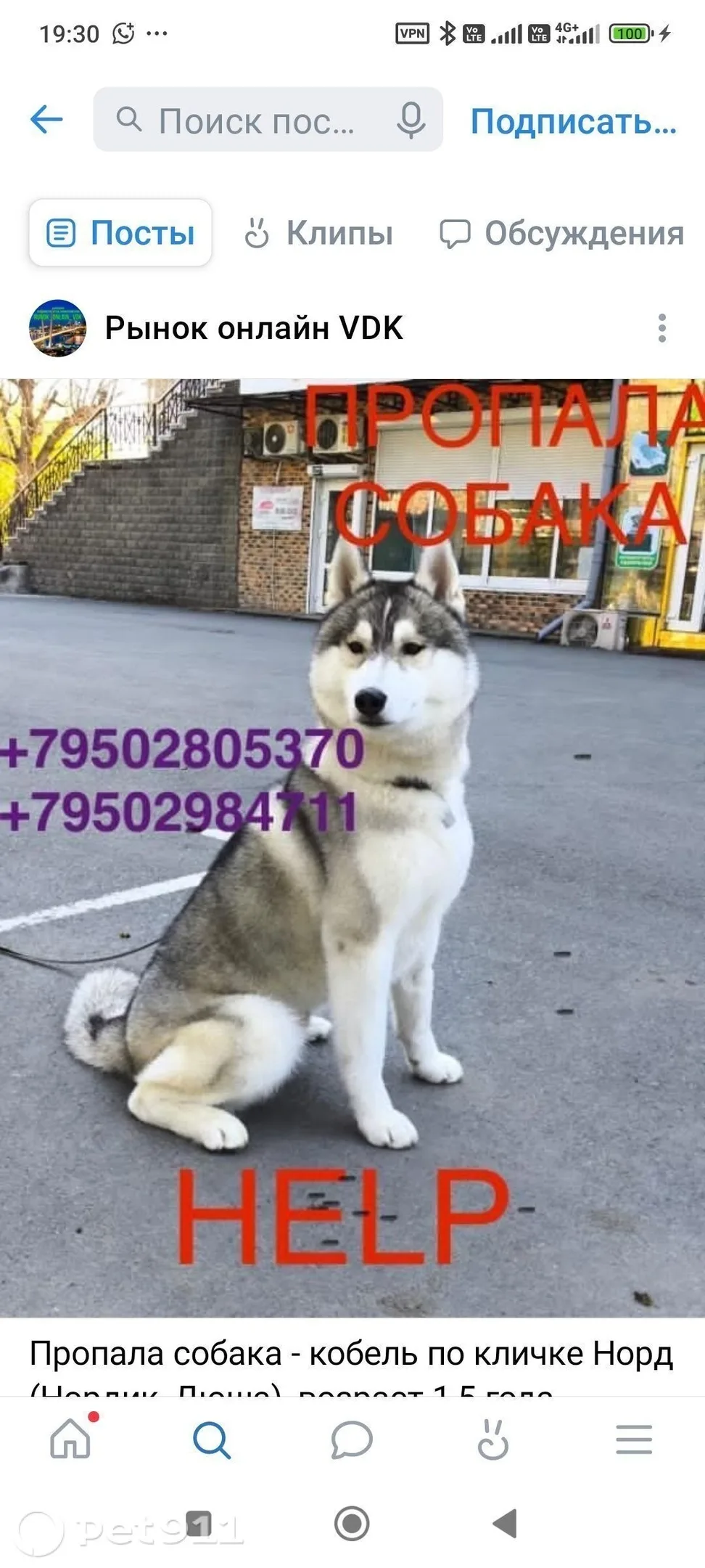 Пропала собака в Владивостоке — фото питомца