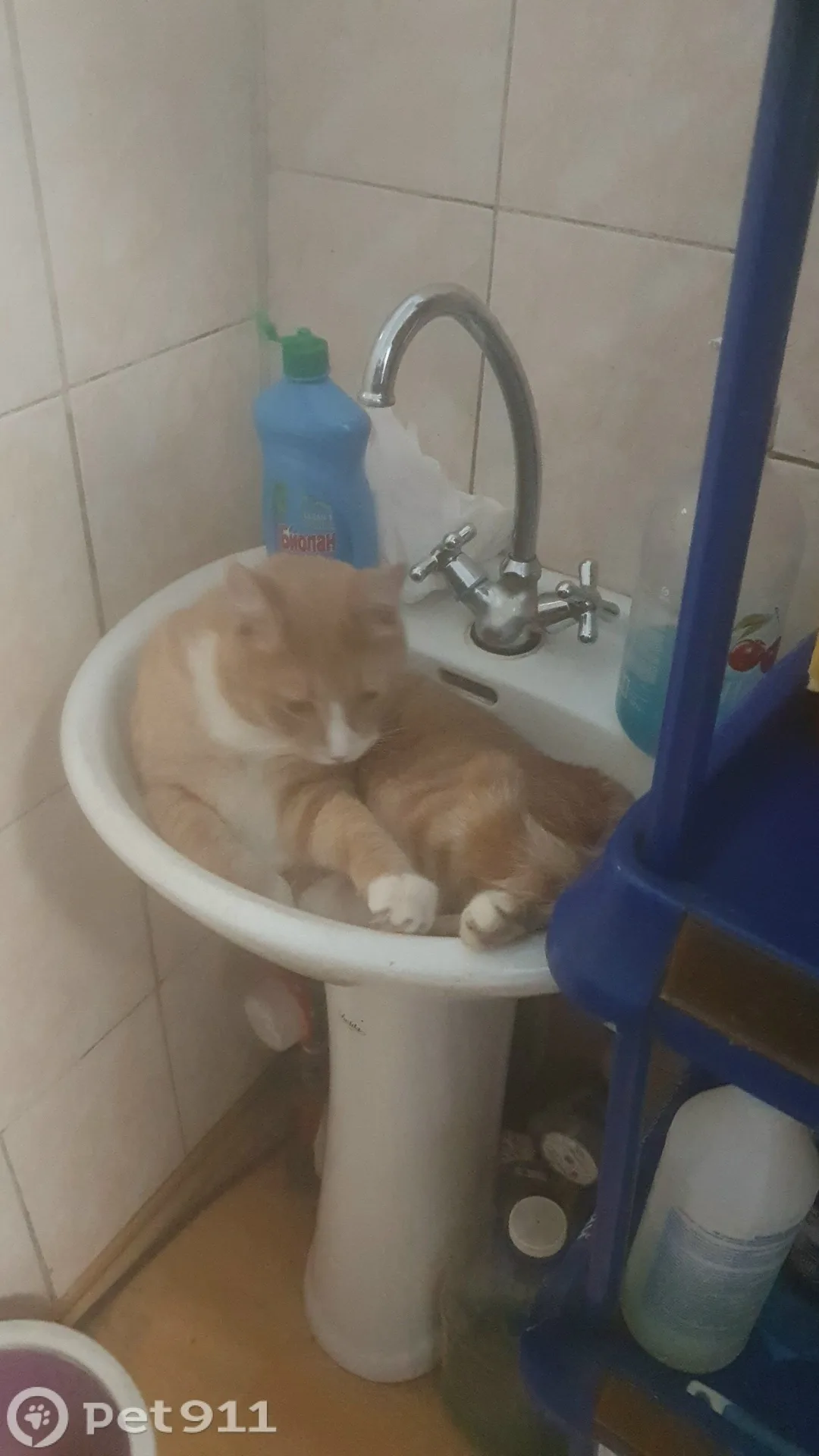 Пропала кошка в Владивостоке — фото питомца