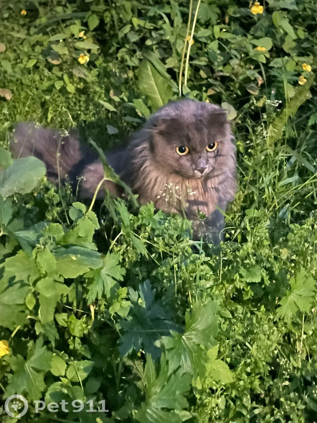 Найдена кошка в Владивостоке — фото питомца