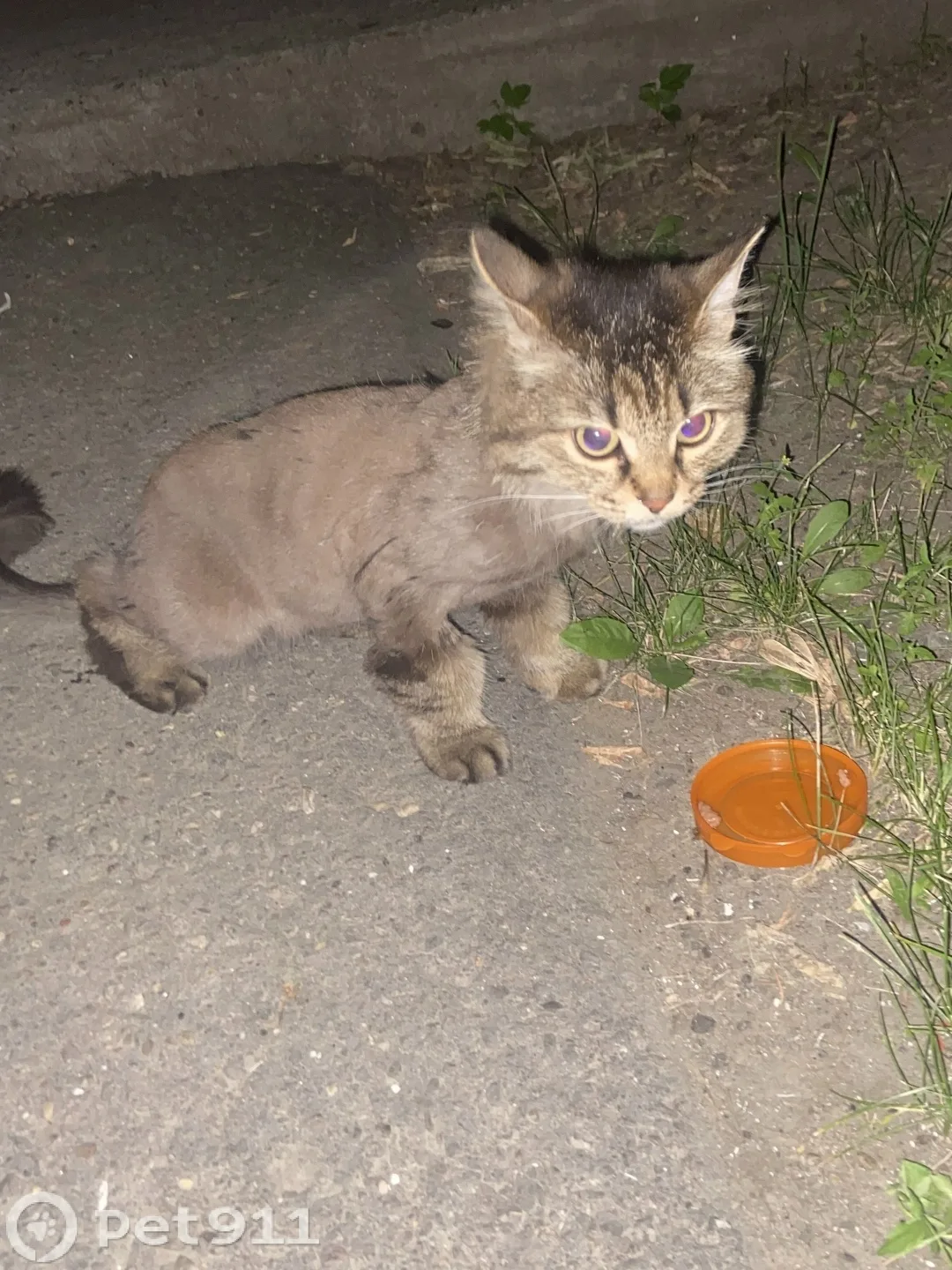 Пропала кошка в Иркутске — фото питомца