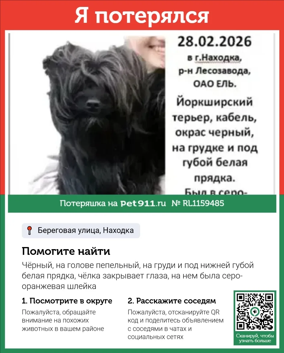 Найдена собака в Владивостоке — фото питомца