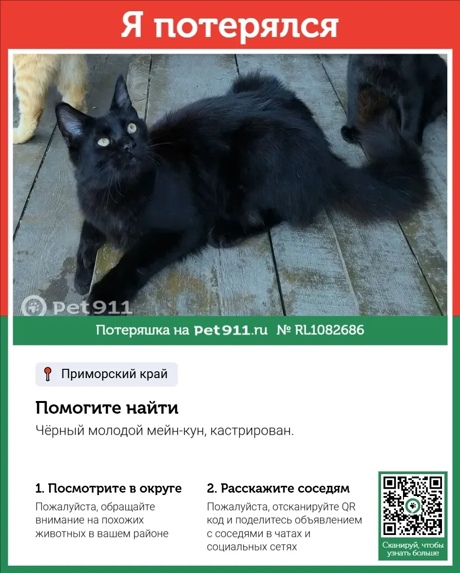 Пропала кошка в Владивостоке — фото питомца