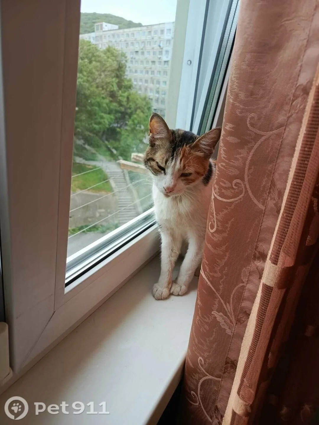 Найдена кошка в Владивостоке — фото питомца