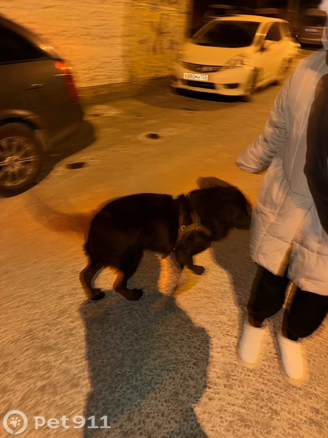 Найдена собака в Владивостоке — фото питомца