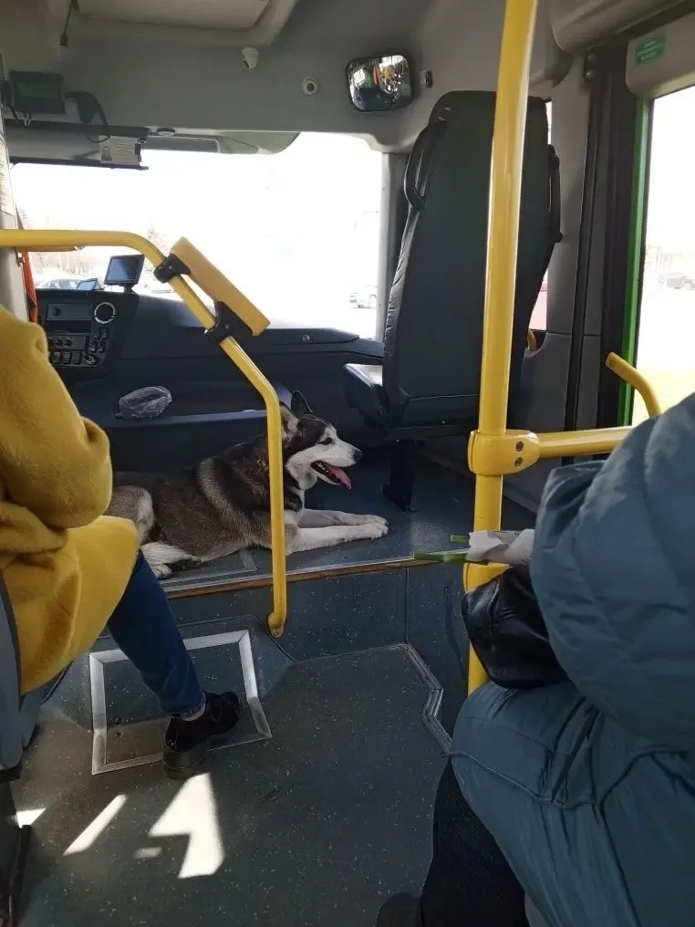 Найдена собака в Курске — фото питомца