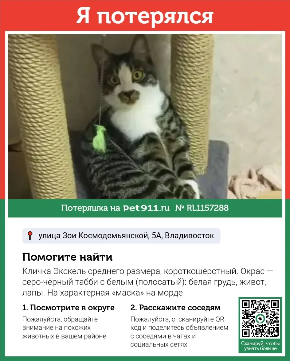 Пропала кошка в Владивостоке — фото питомца