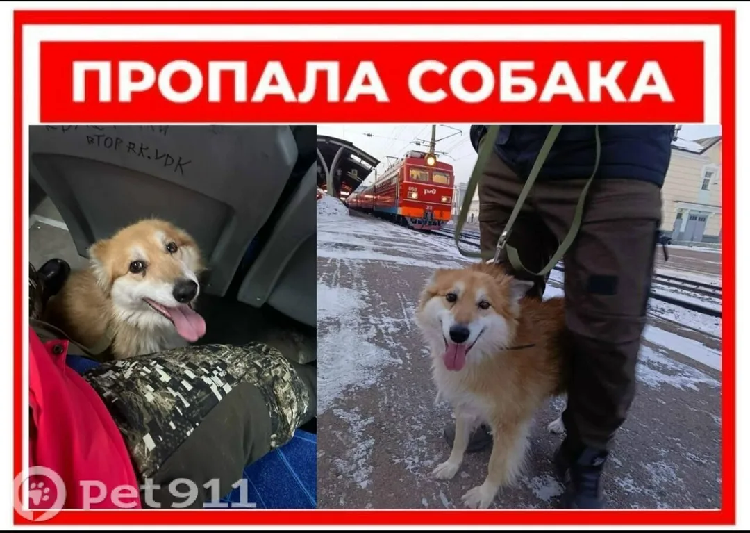 Пропала собака в Владивостоке — фото питомца
