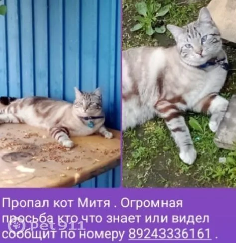 Пропала кошка в Владивостоке — фото питомца
