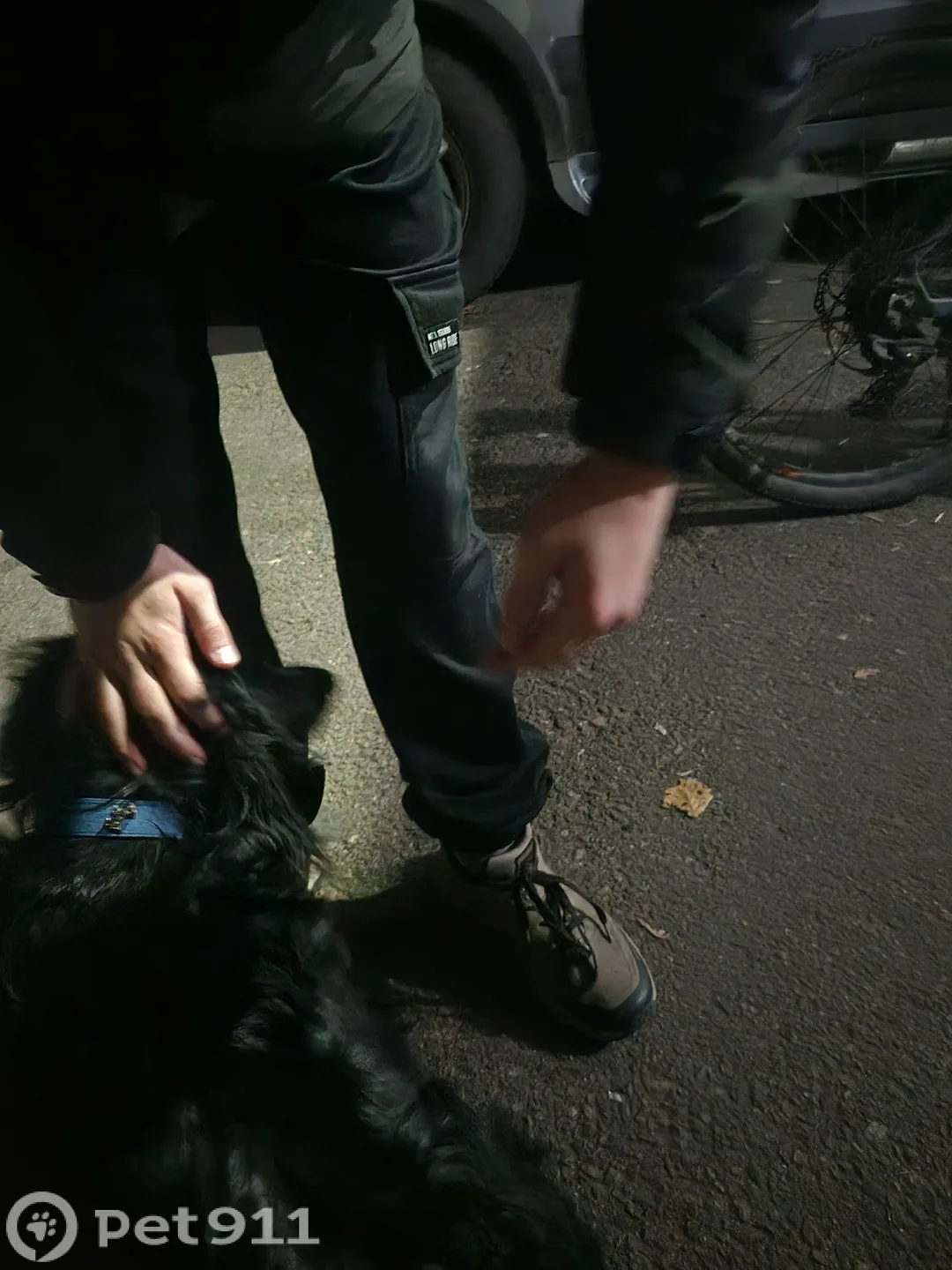 Найдена собака в Владивостоке — фото питомца