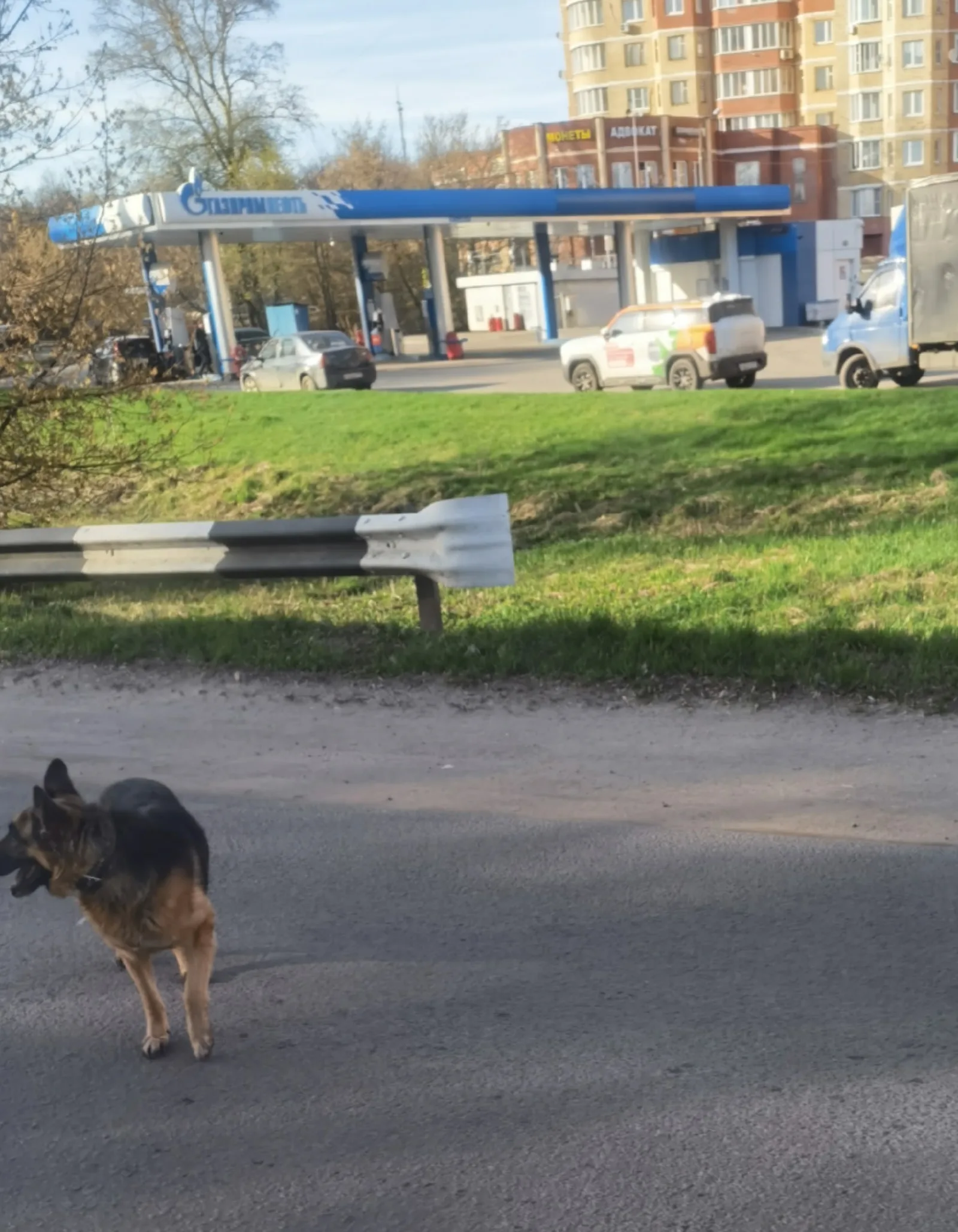 Пропала собака в Мытищах — фото питомца