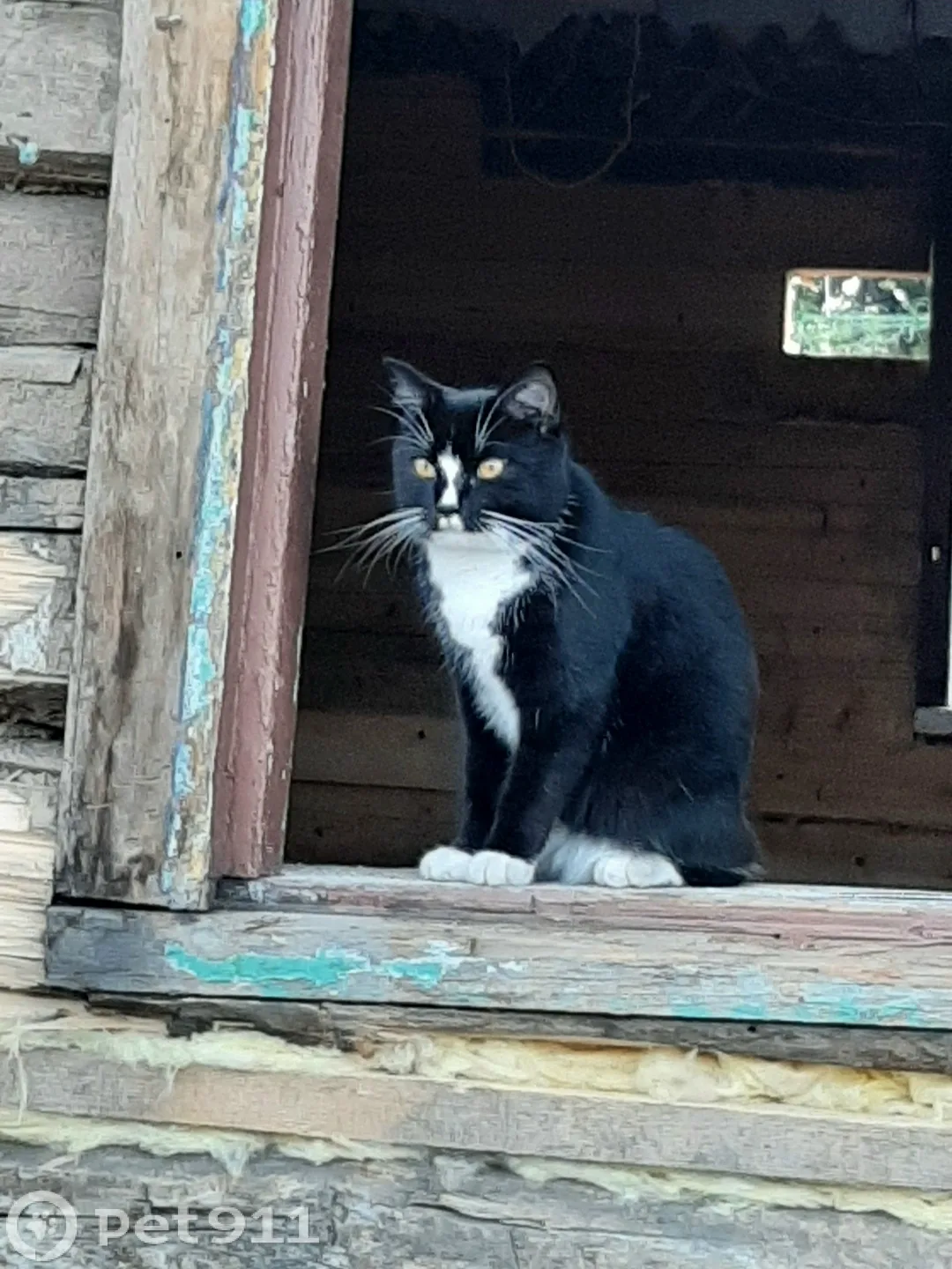 Пропала кошка в Владивостоке — фото питомца