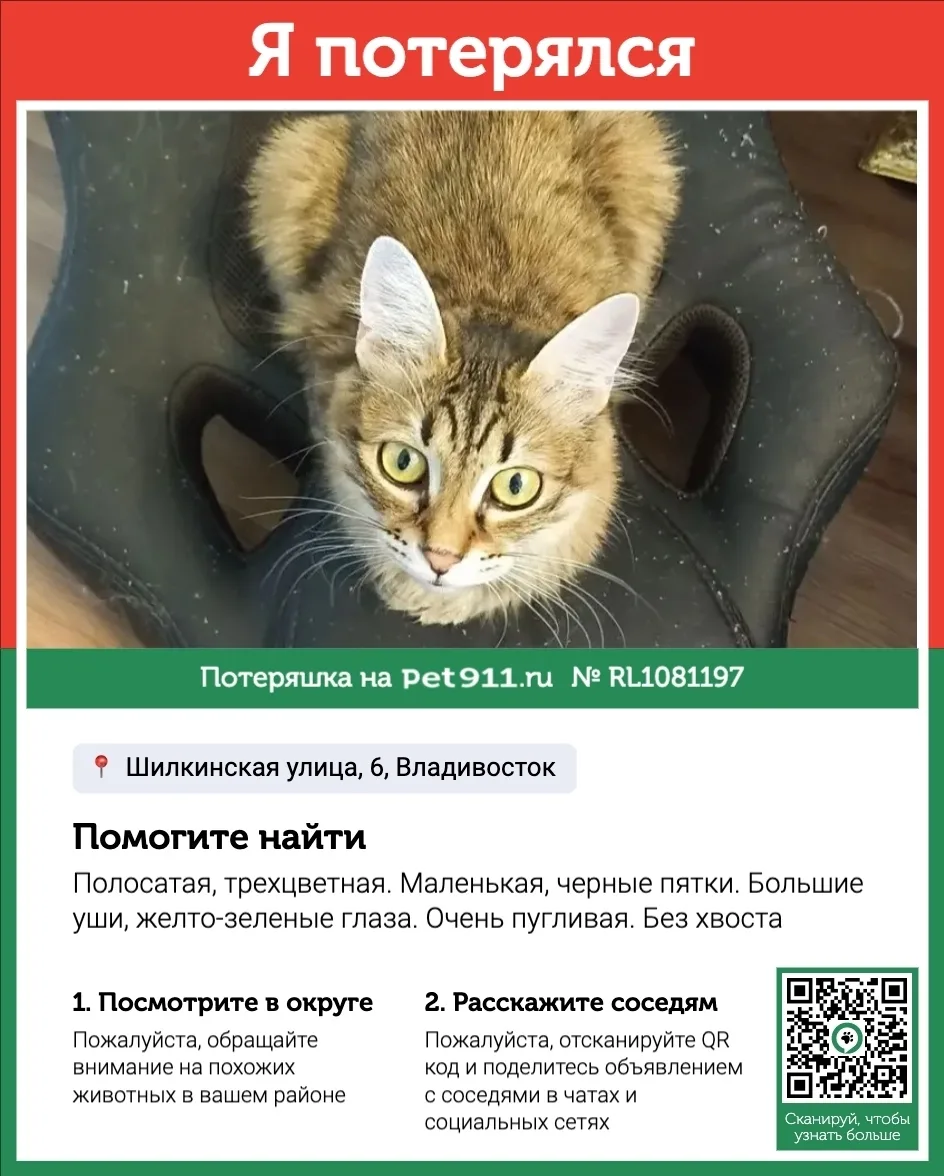 Пропала кошка в Владивостоке — фото питомца