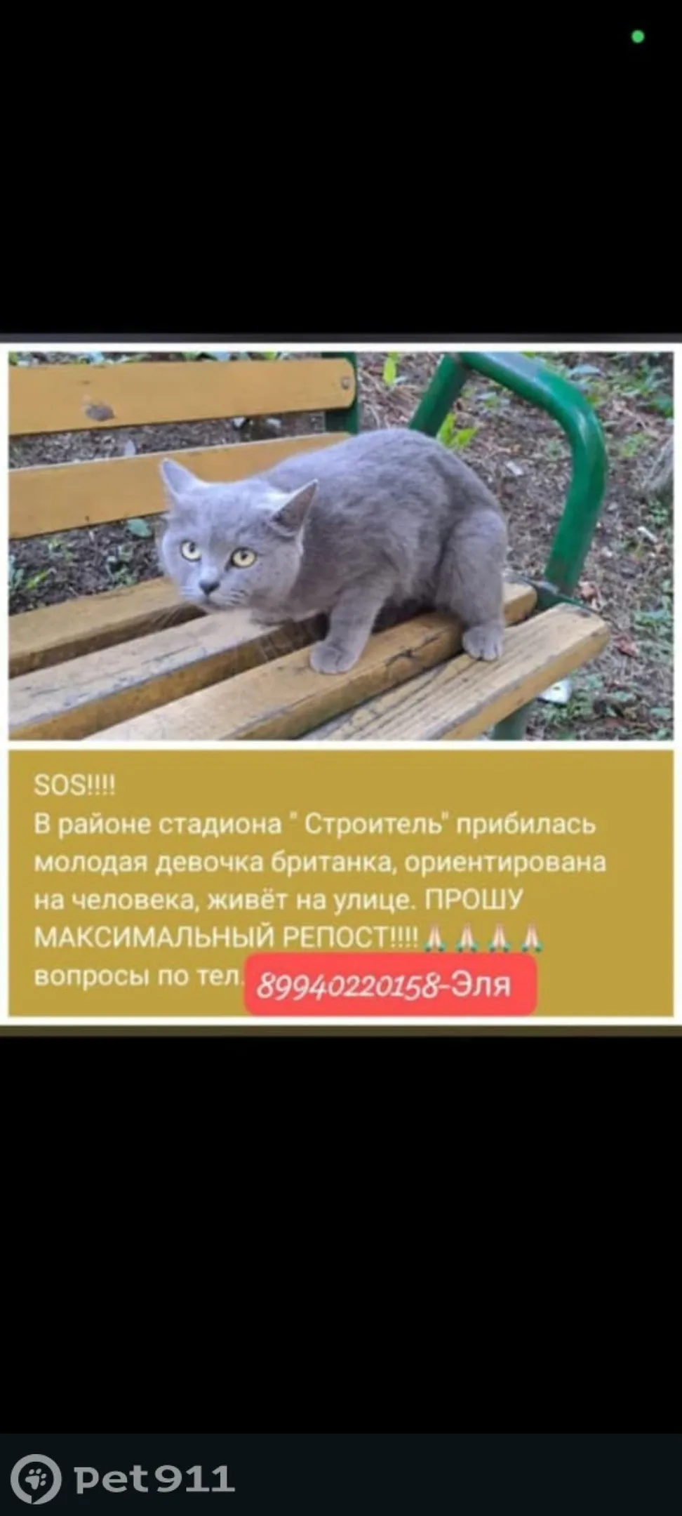 Найдена кошка в Владивостоке — фото питомца