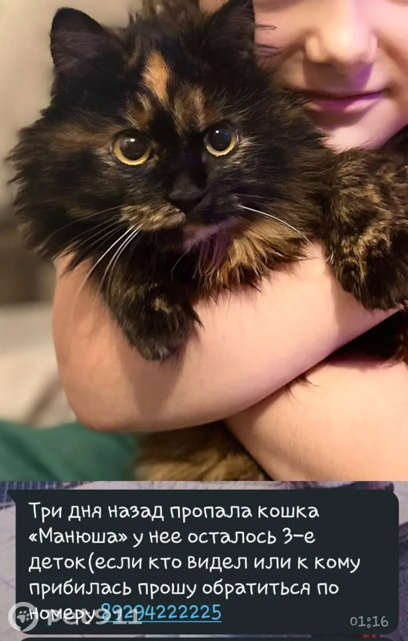 Пропала кошка в Владивостоке — фото питомца