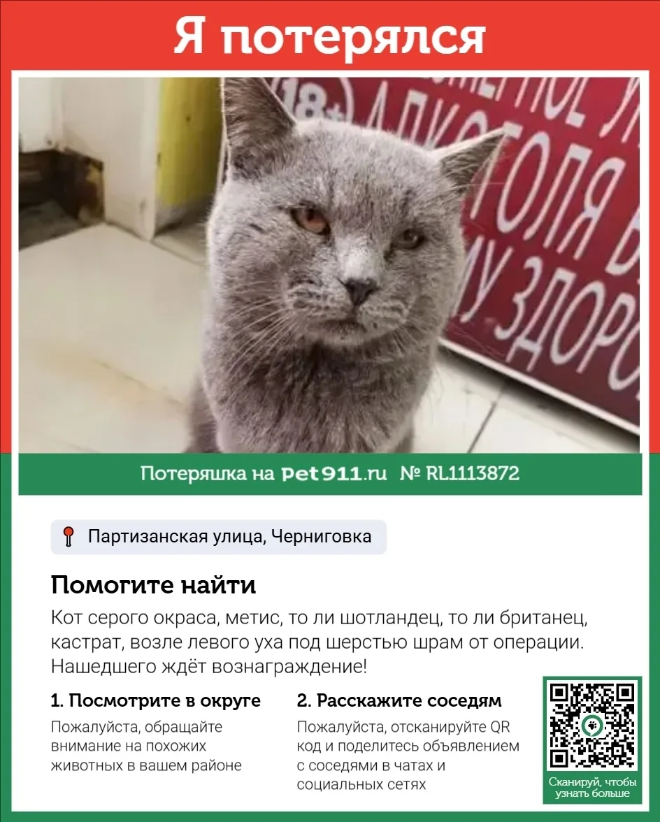 Пропала кошка в Владивостоке — фото питомца