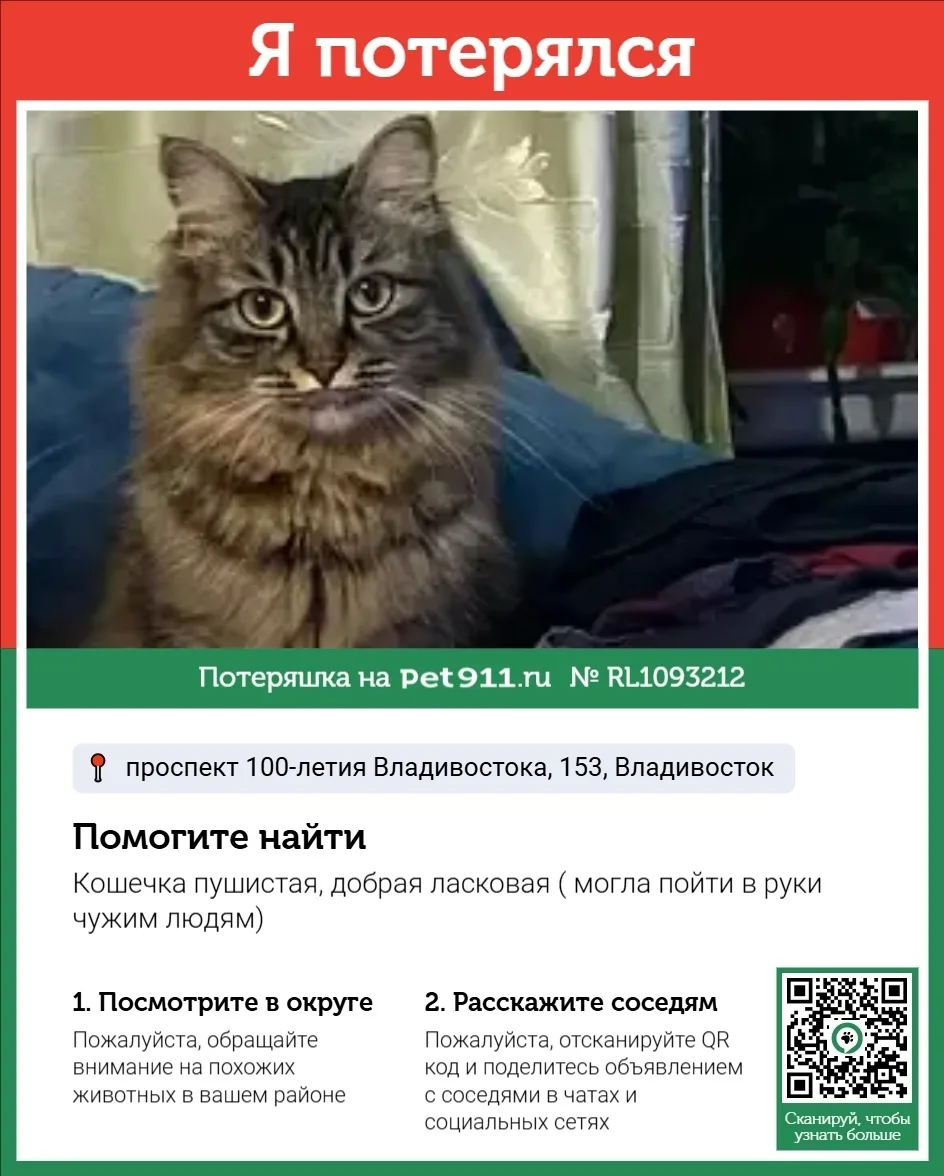 Пропала кошка в Владивостоке — фото питомца