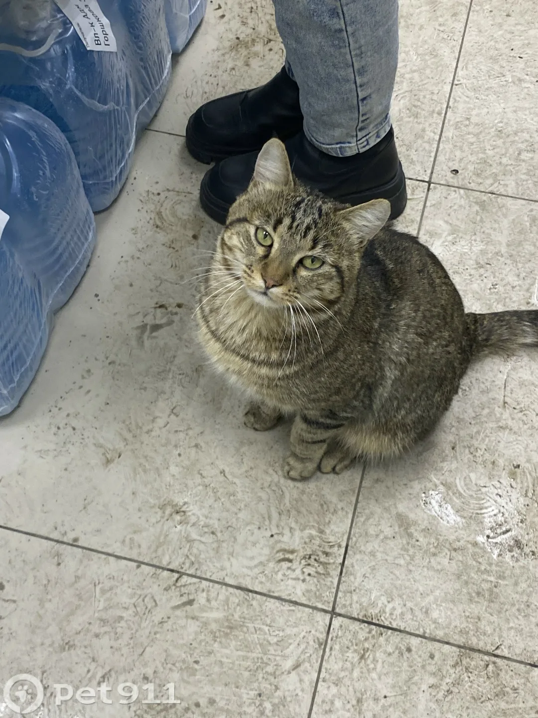 Найдена кошка в Владивостоке — фото питомца