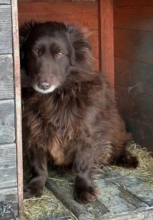Найдена собака в Омске — фото питомца