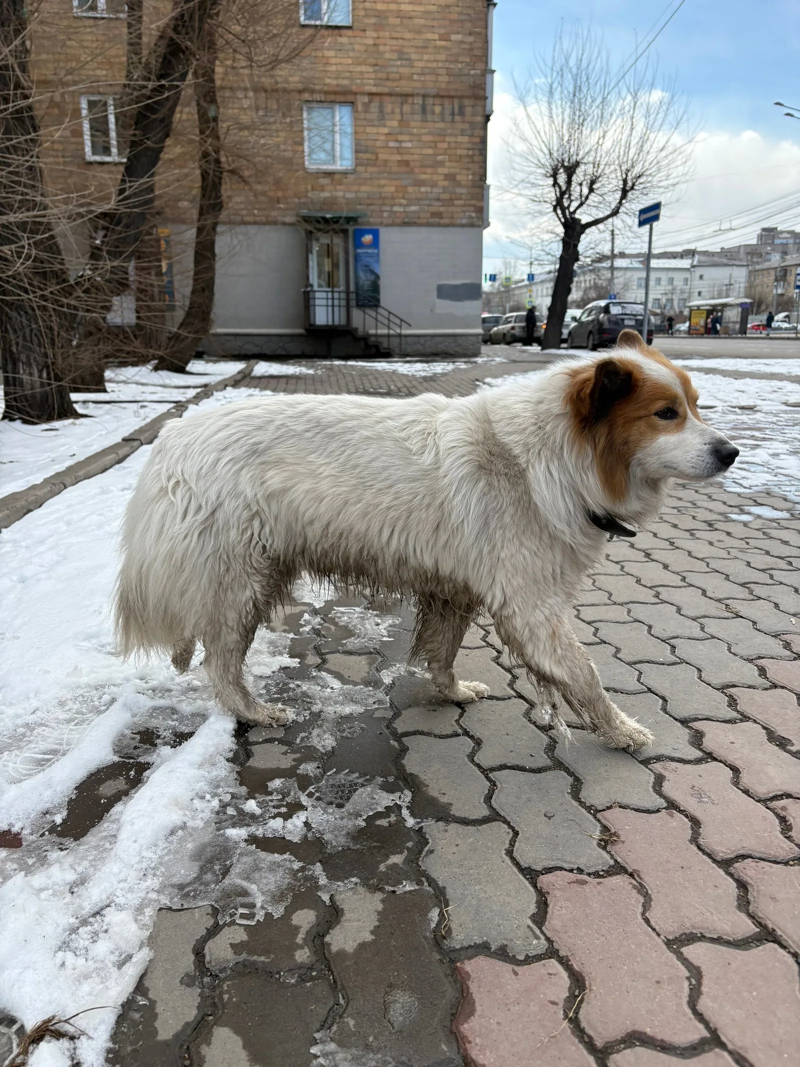 Пропала собака в Красноярске — фото питомца