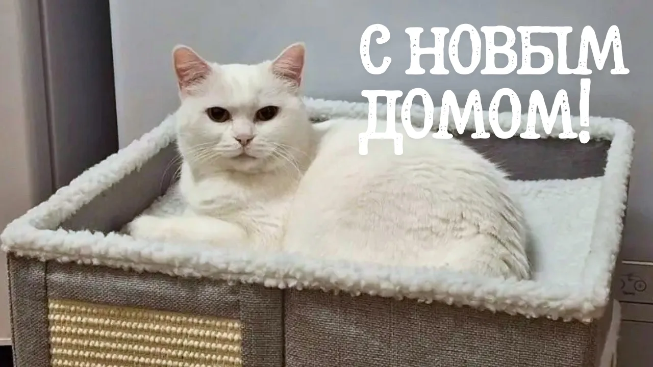 Найдена собака в Сургуте — фото питомца