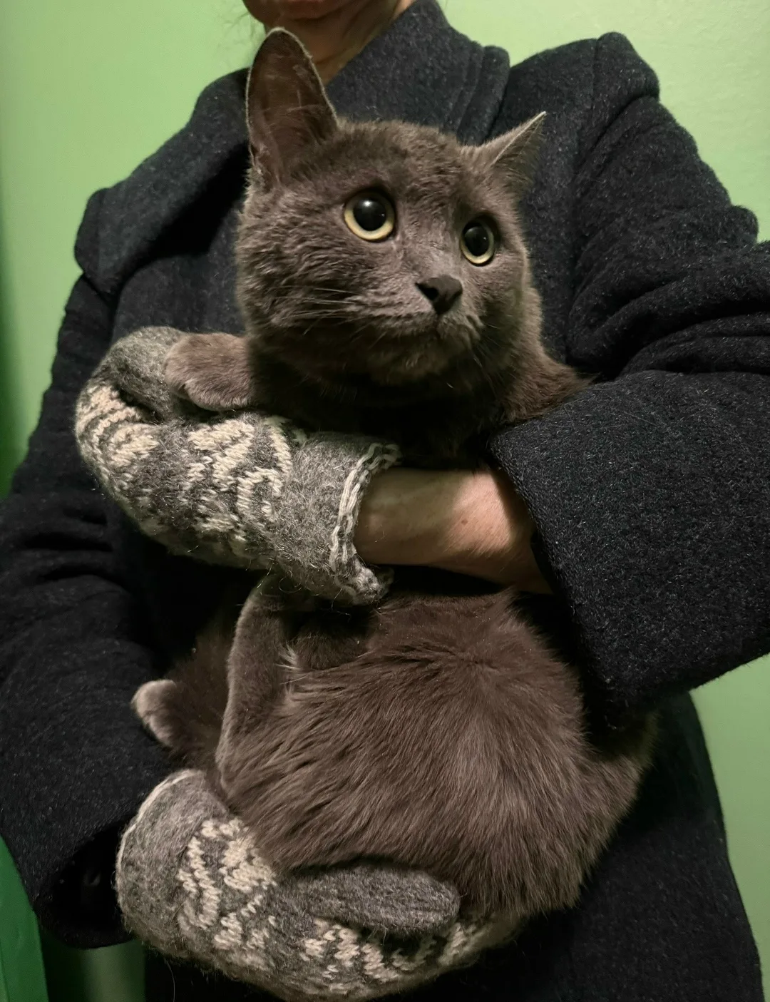 Пропала кошка в Набережных Челнах — фото питомца