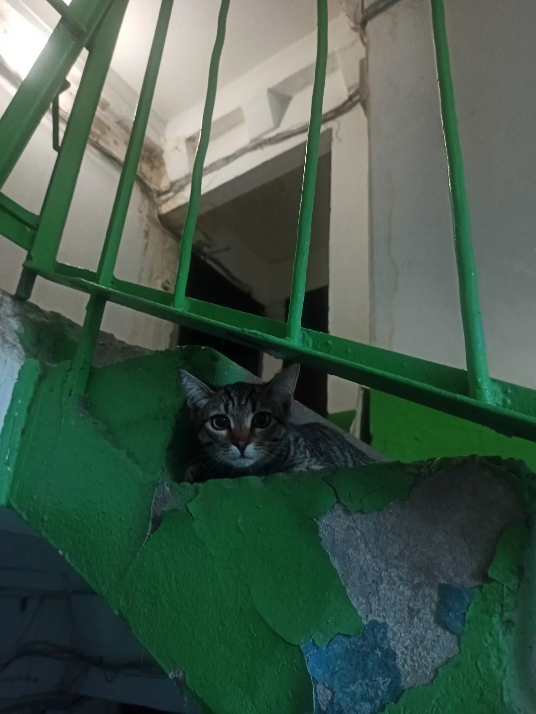 Найдена собака в Томске — фото питомца