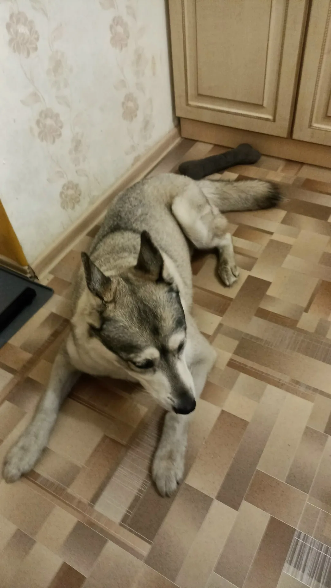 Найдена собака в Томске — фото питомца