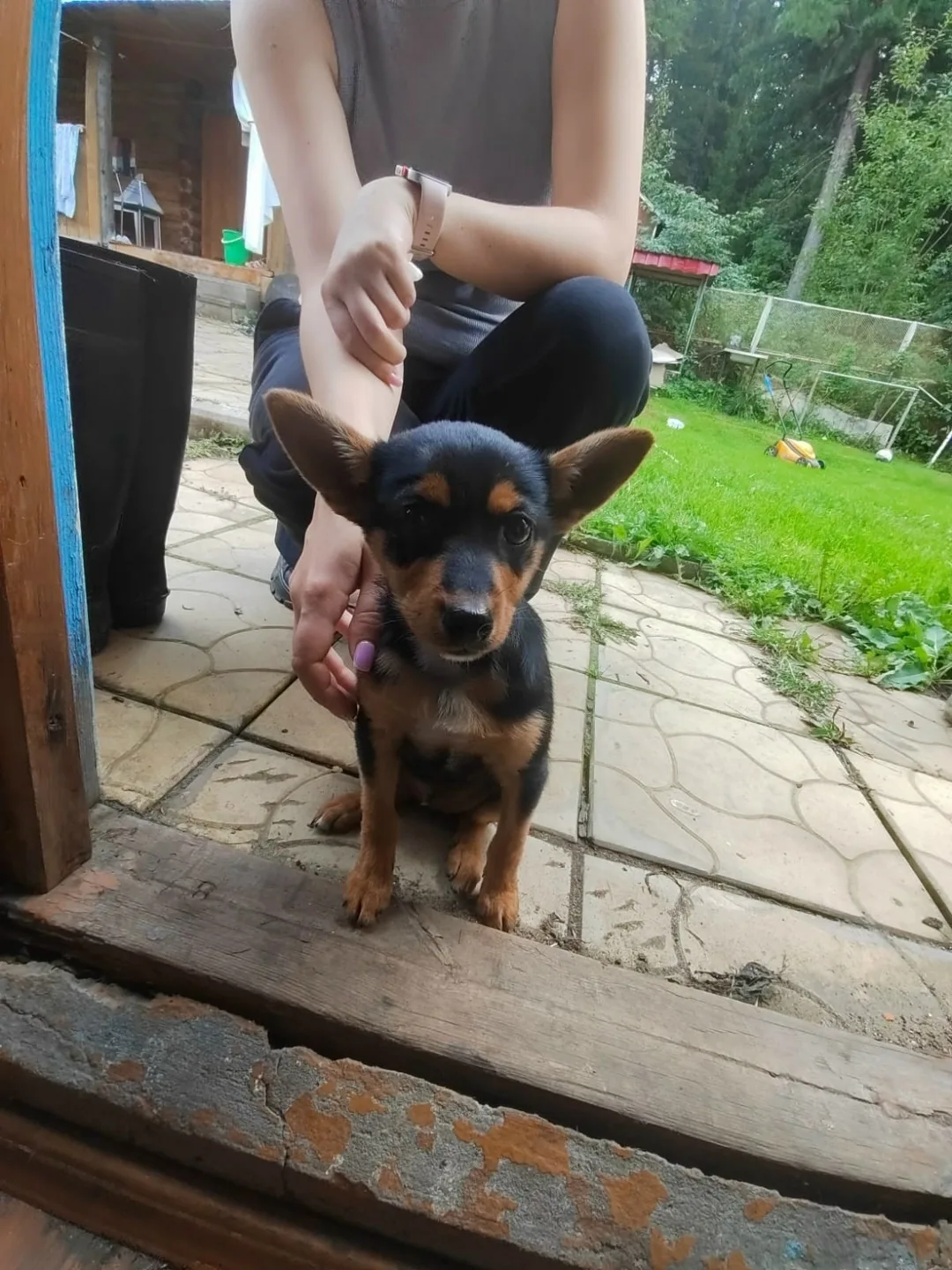 Найдена собака в Томске — фото питомца