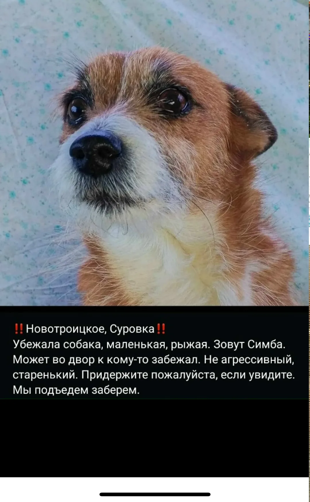 Пропала собака в Набережных Челнах — фото питомца