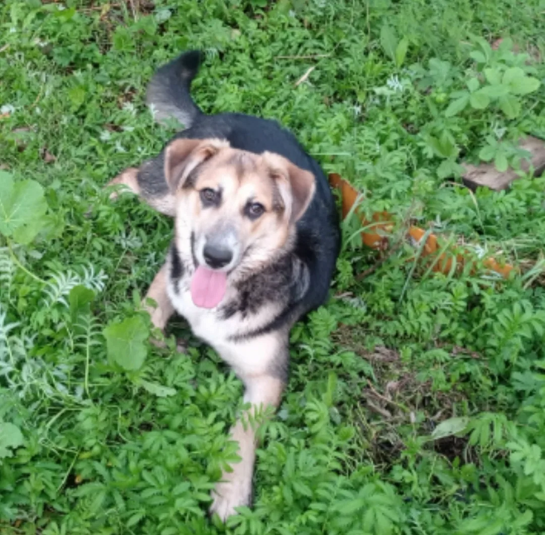 Найдена собака в Набережных Челнах — фото питомца