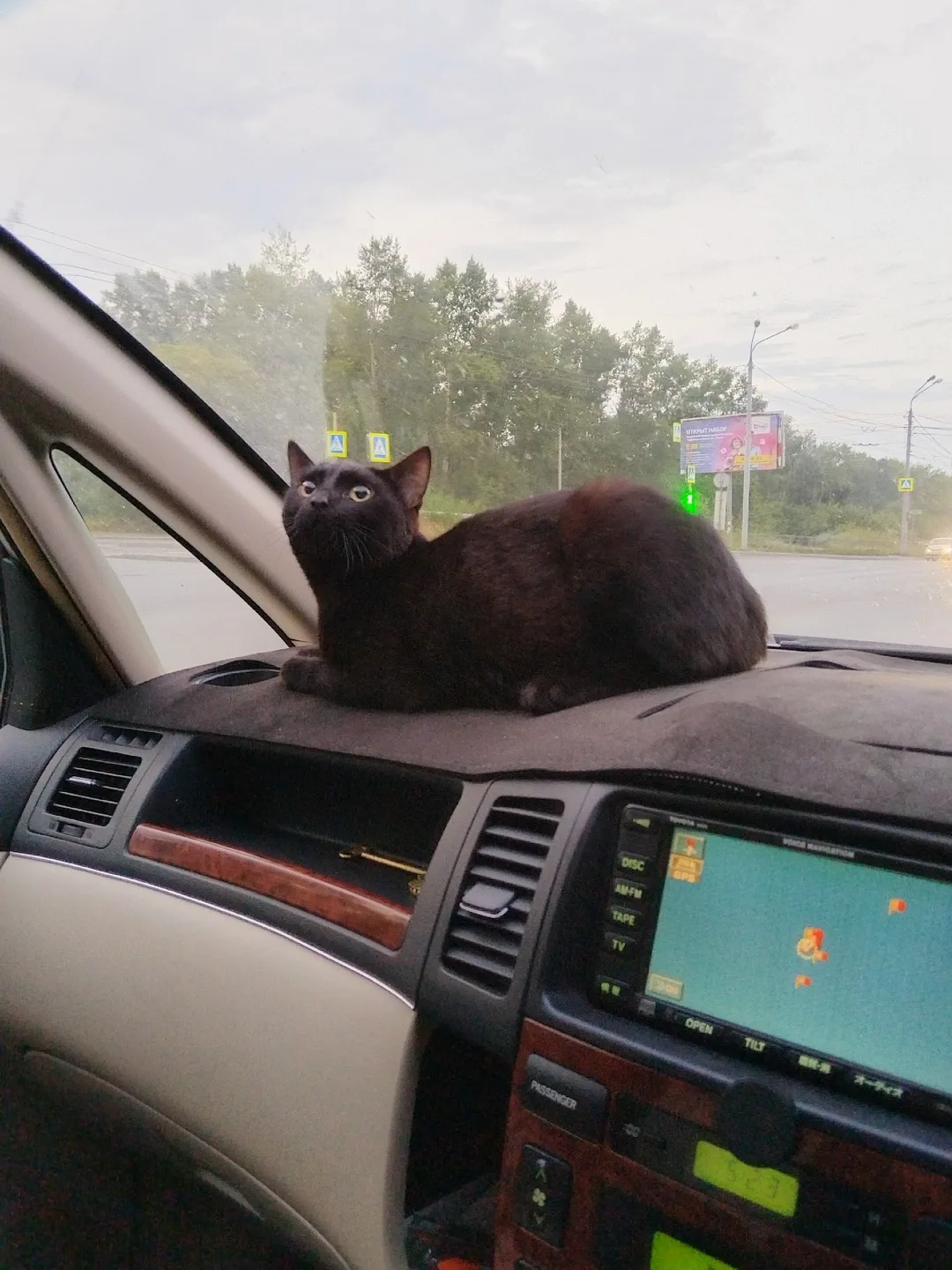 Найдена собака в Томске — фото питомца