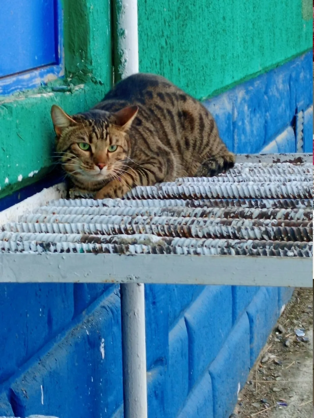 Найдена кошка в Набережных Челнах — фото питомца