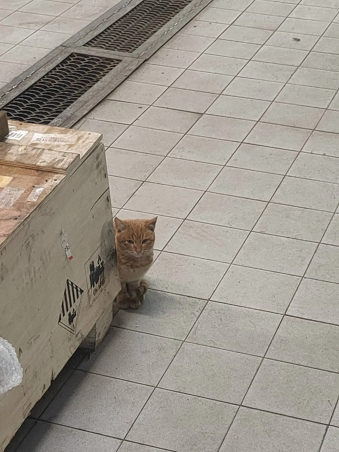 Найдена кошка в Набережных Челнах — фото питомца