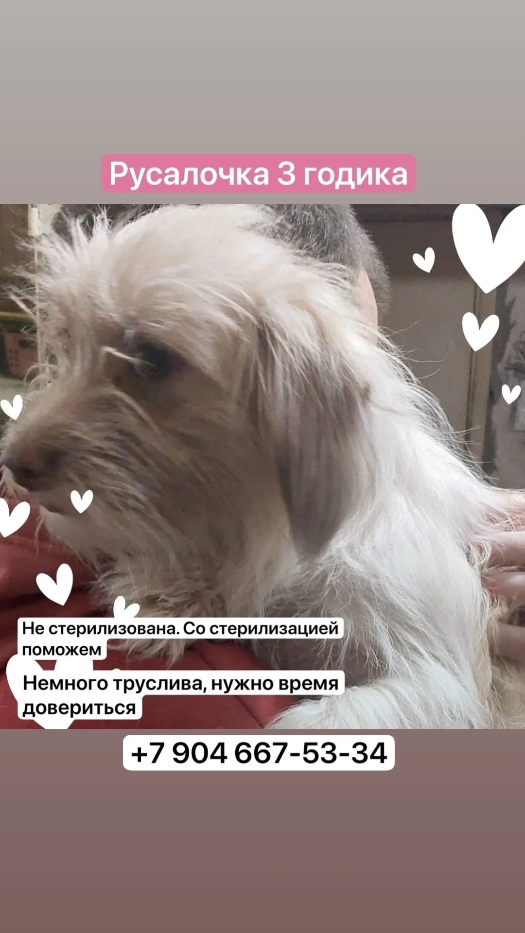 Найдена собака в Набережных Челнах — фото питомца