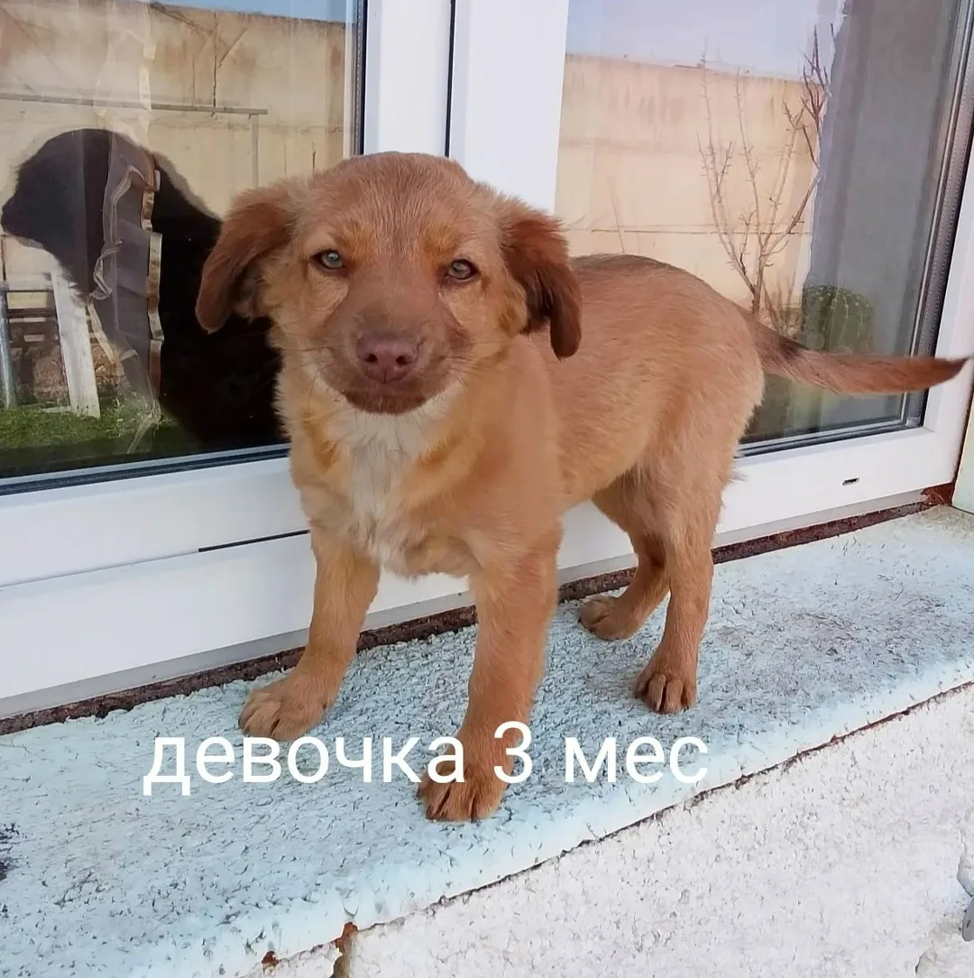 Найдена собака в Севастополе — фото питомца