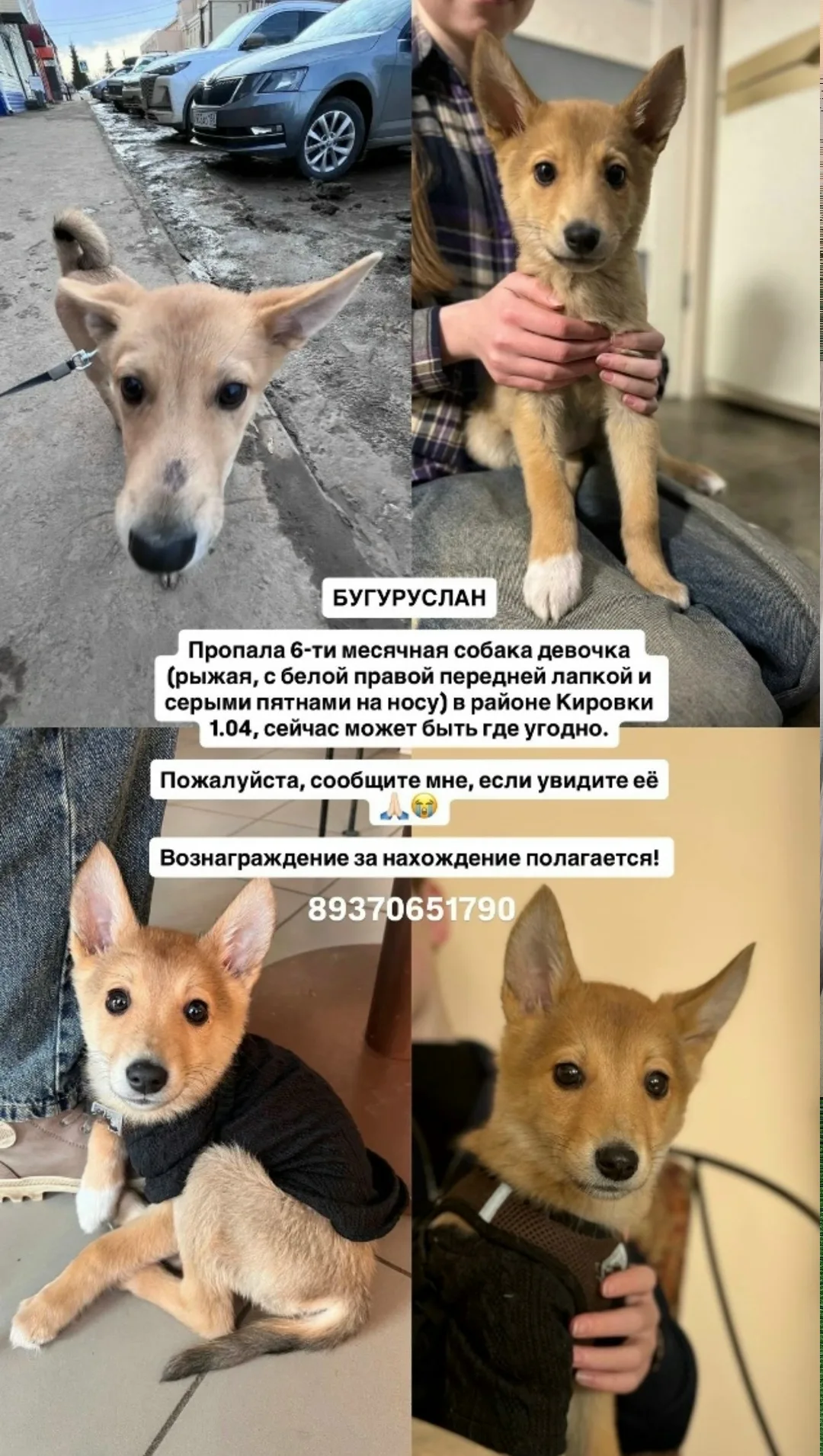 Пропала собака в Оренбурге — фото питомца