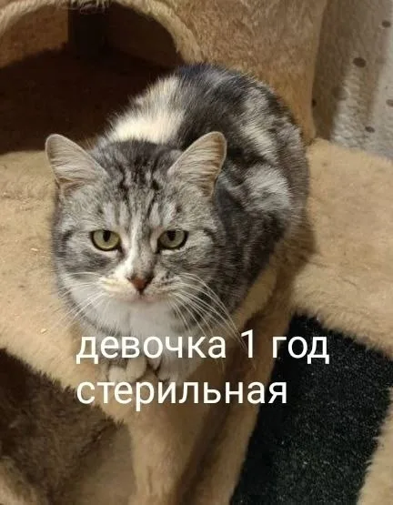 Найдена кошка в Севастополе — фото питомца