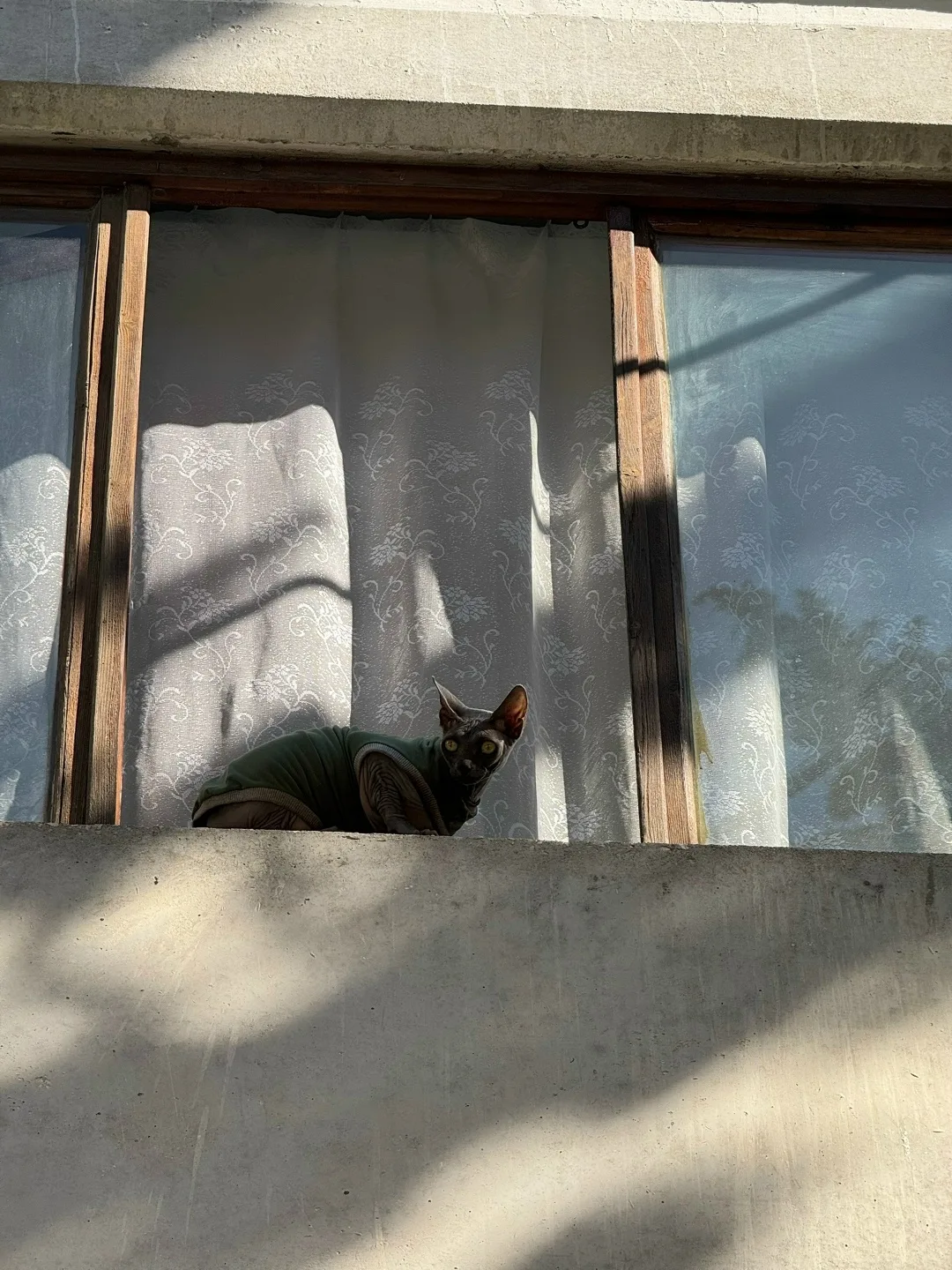 Пропала кошка в Севастополе — фото питомца