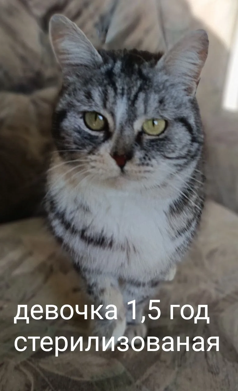 Найдена кошка в Севастополе — фото питомца