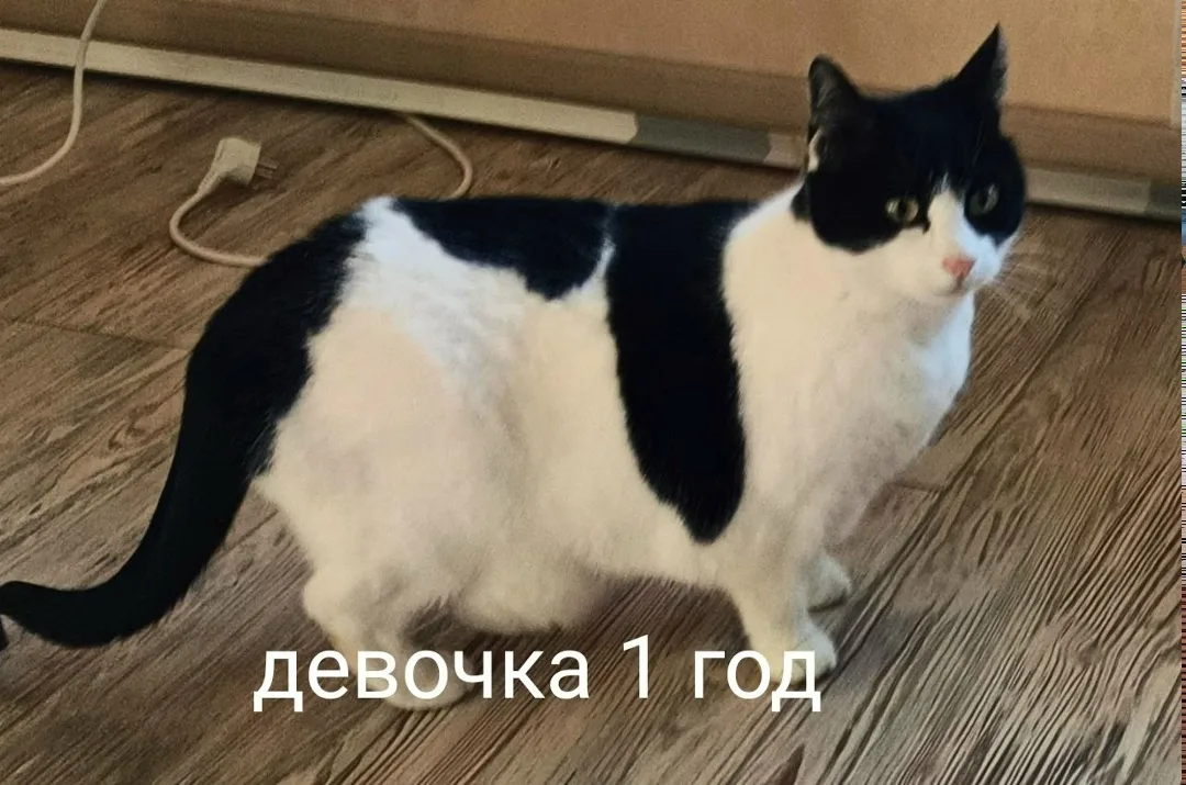 Найдена кошка в Севастополе — фото питомца