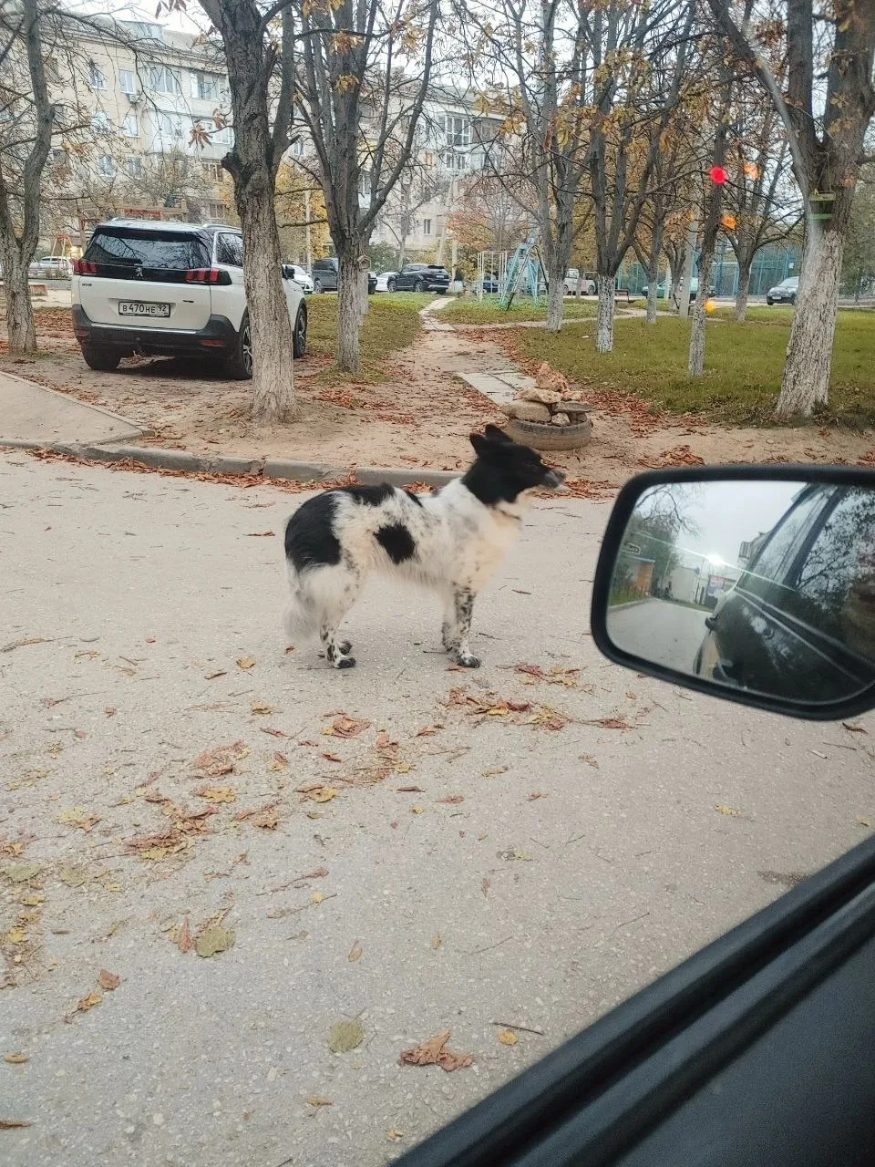 Пропала собака в Севастополе — фото питомца