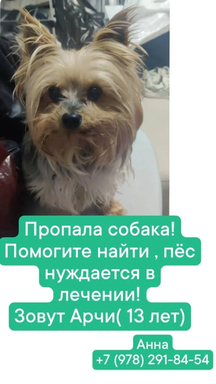 Пропала собака в Севастополе — фото питомца