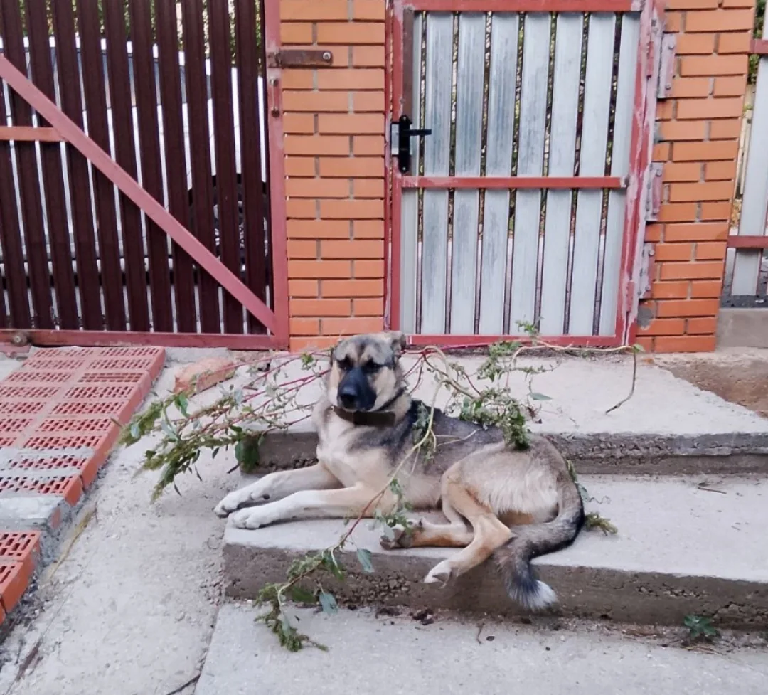 Пропала собака в Севастополе — фото питомца