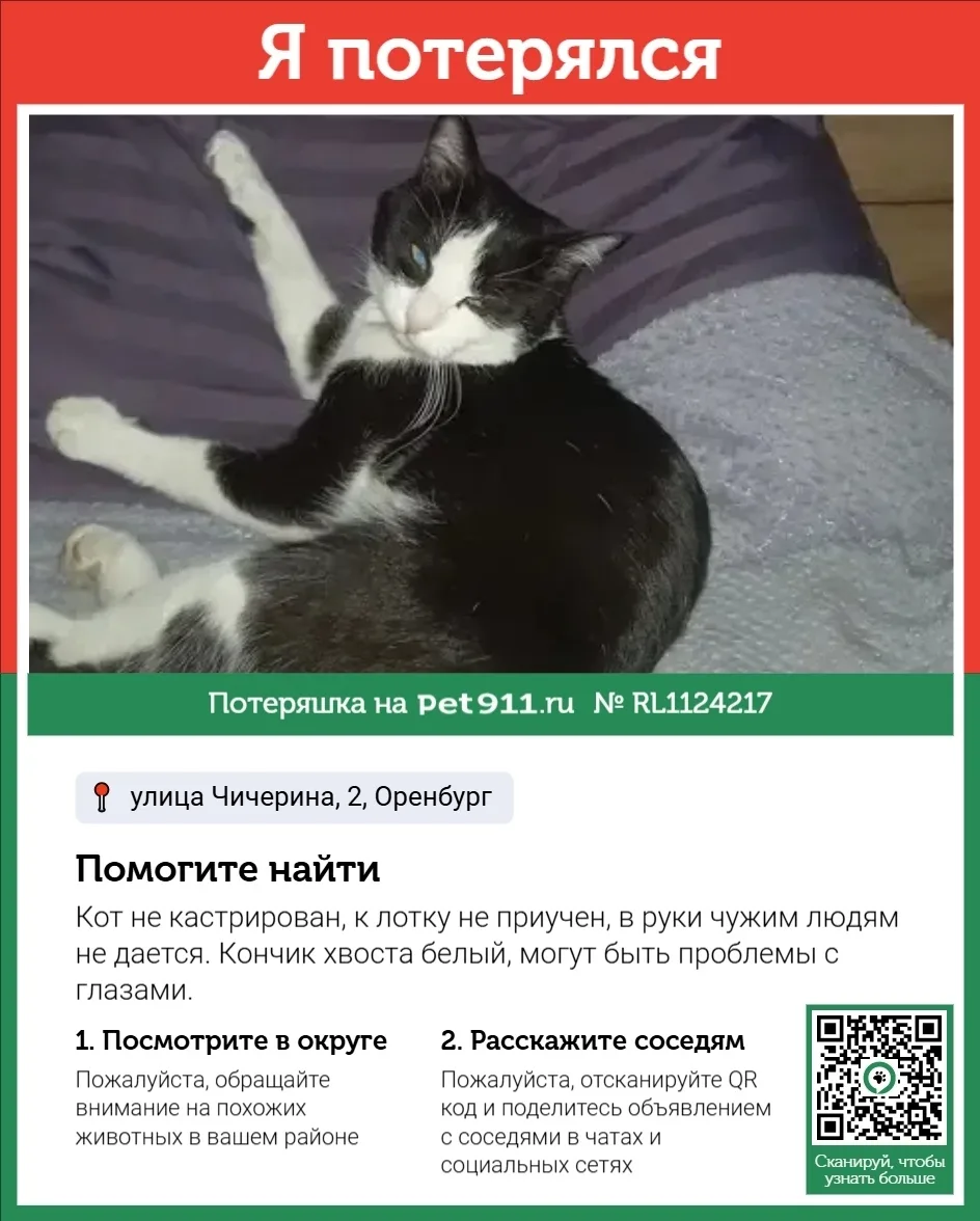 Пропала кошка в Оренбурге — фото питомца