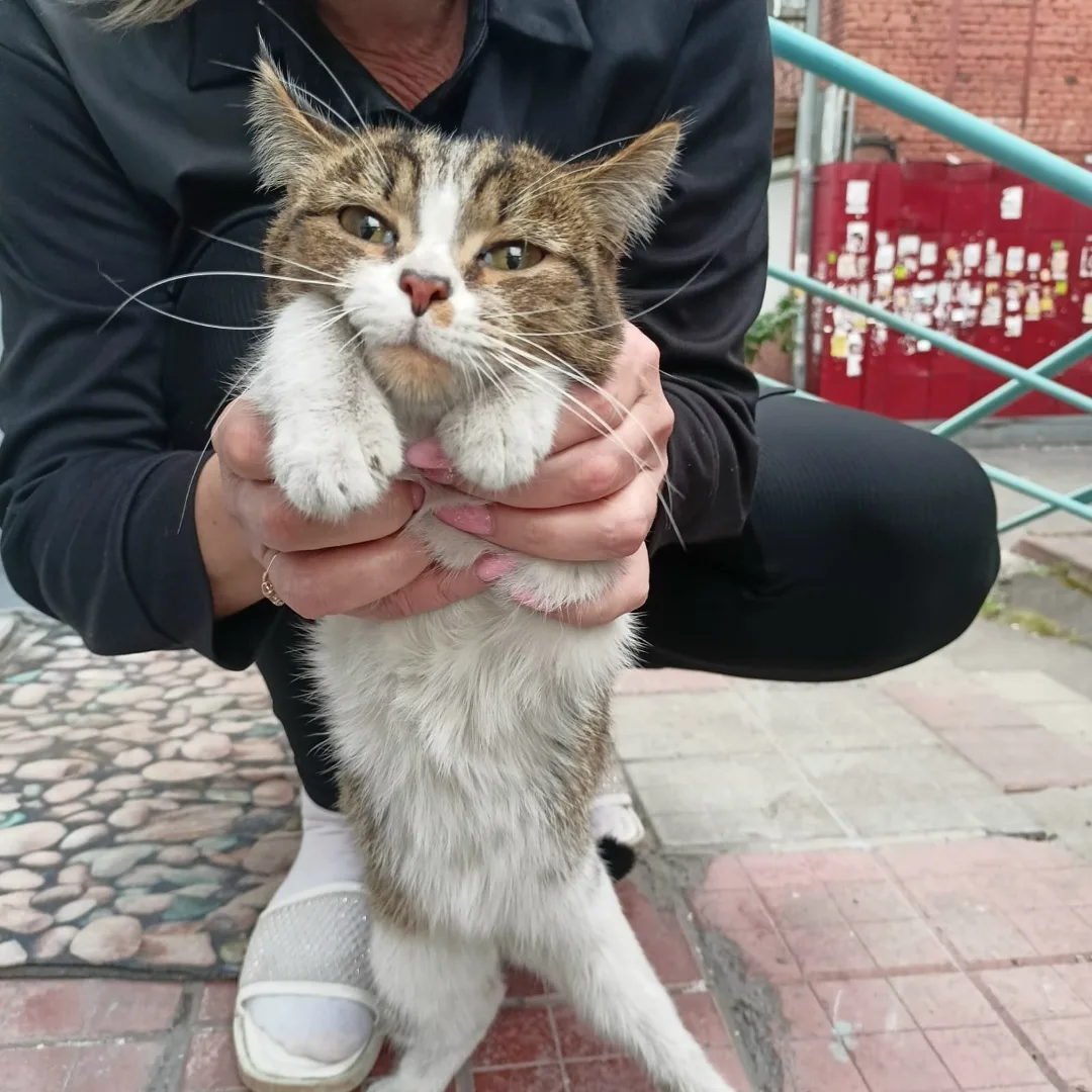 Пропала кошка в Новокузнецке — фото питомца