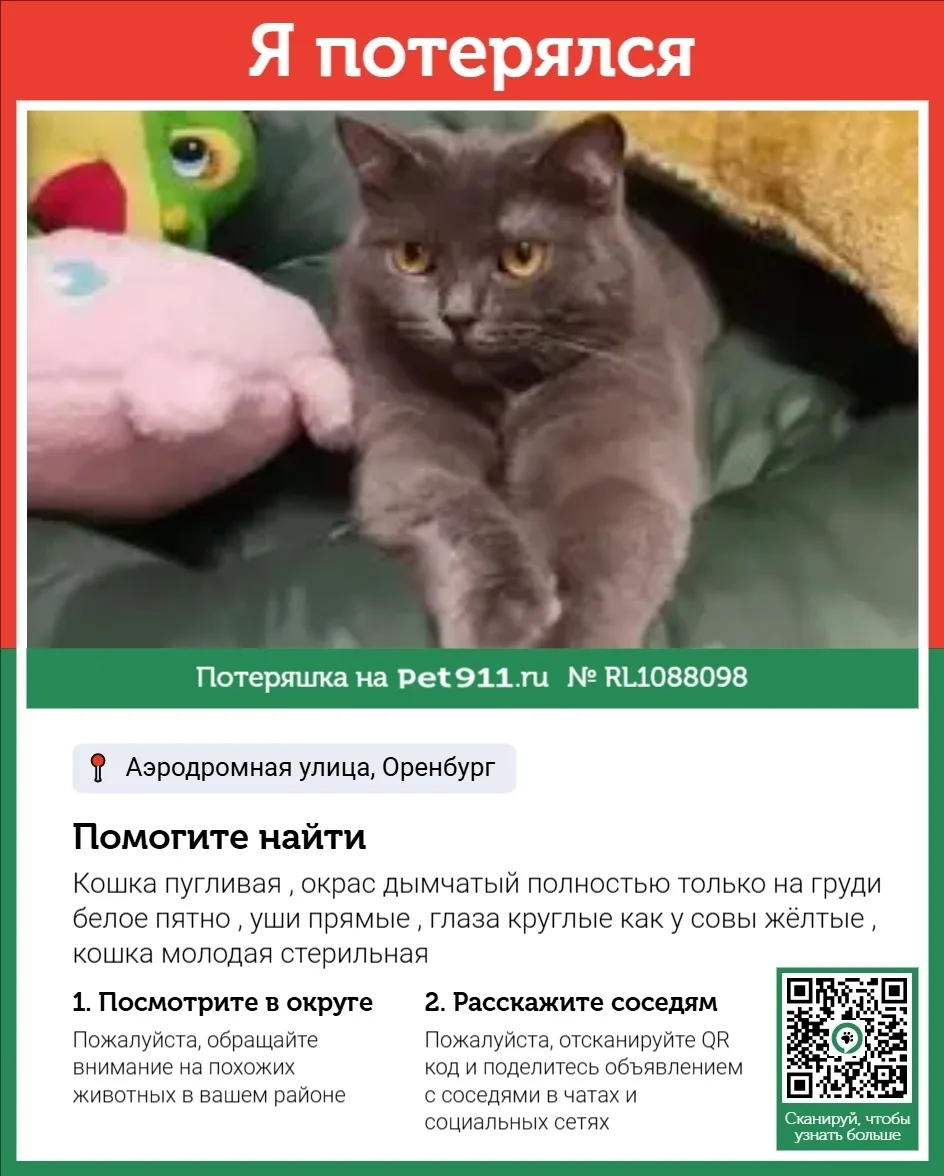 Пропала кошка в Оренбурге — фото питомца