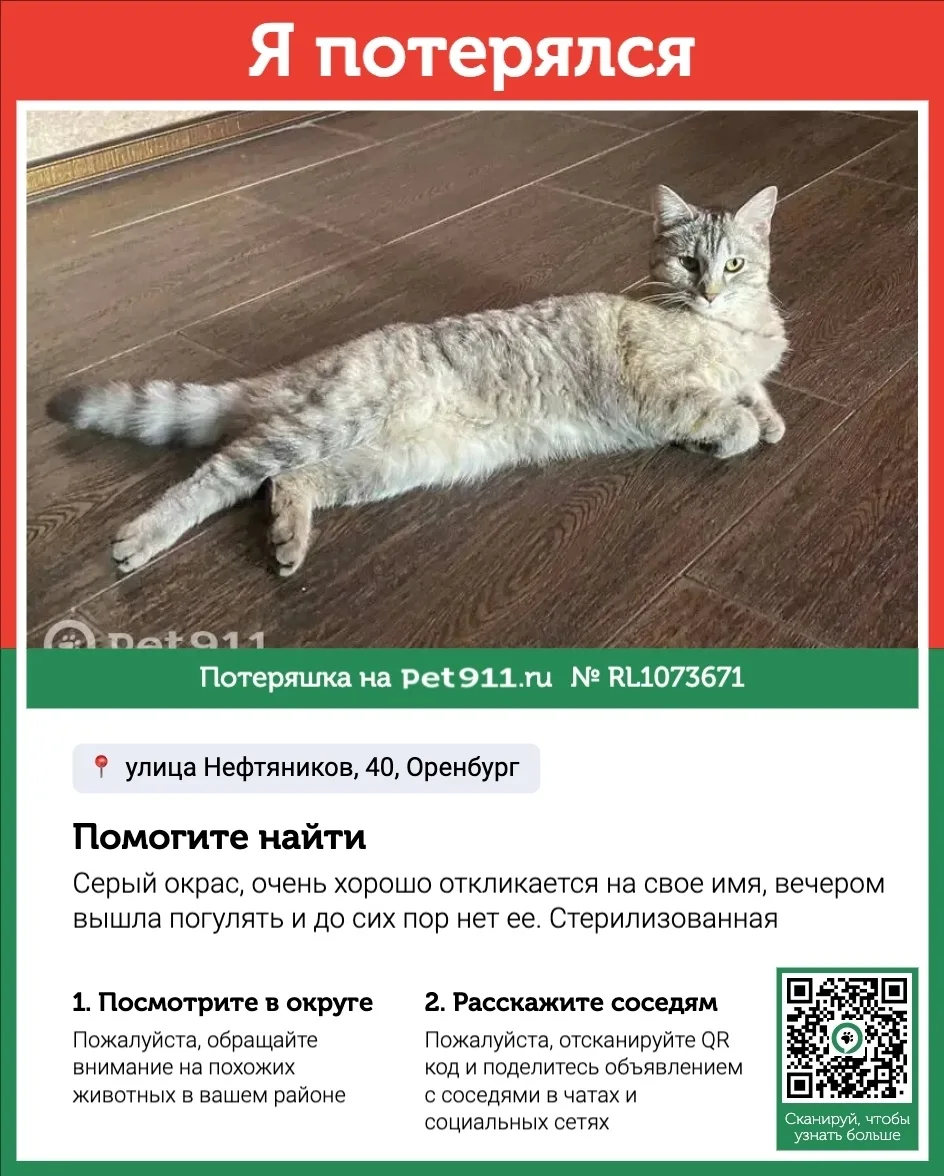 Пропала кошка в Оренбурге — фото питомца